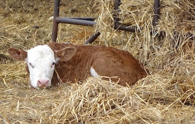 calf
